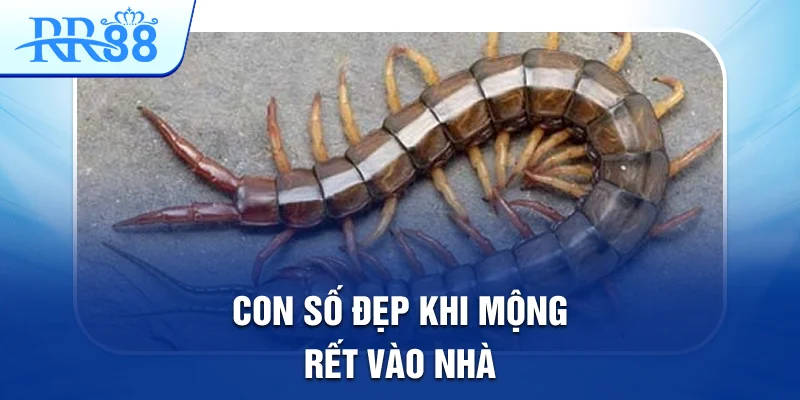 Mơ Thấy Con Rết Đánh Gì Để Có Thể Trúng Lớn Tại RR88 3 Con số đẹp khi mộng rết vào nhà