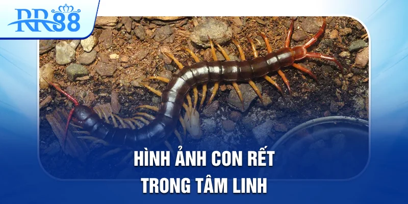 Mơ Thấy Con Rết Đánh Gì Để Có Thể Trúng Lớn Tại RR88 2 Hình ảnh con rết trong tâm linh