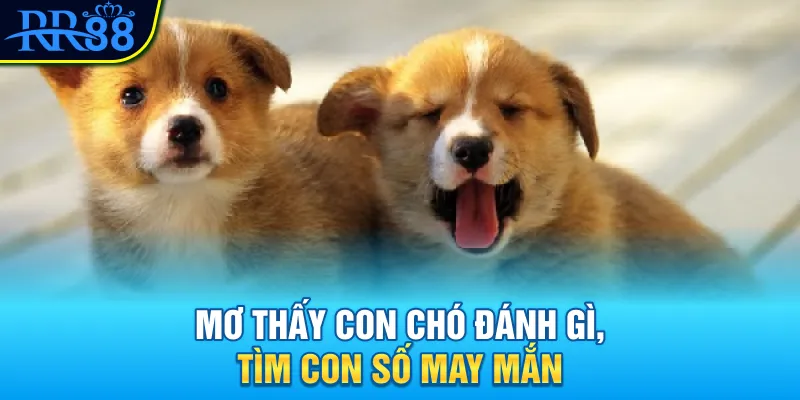 Mơ Thấy Con Chó Đánh Gì? Đi Tìm Con Số Tài Lộc Cùng RR88 4 Mơ thấy con chó đánh gì, tìm con số may mắn