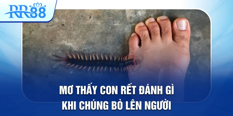 Mơ Thấy Con Rết Đánh Gì Để Có Thể Trúng Lớn Tại RR88 4 Mơ thấy con rết đánh gì khi chúng bò lên người
