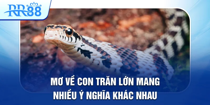 Mơ Thấy Con Trăn Lớn Tiết Lộ Những Cầu Lô Đẹp Tại RR88 2 Mơ về con trăn lớn mang nhiều ý nghĩa khác nhau