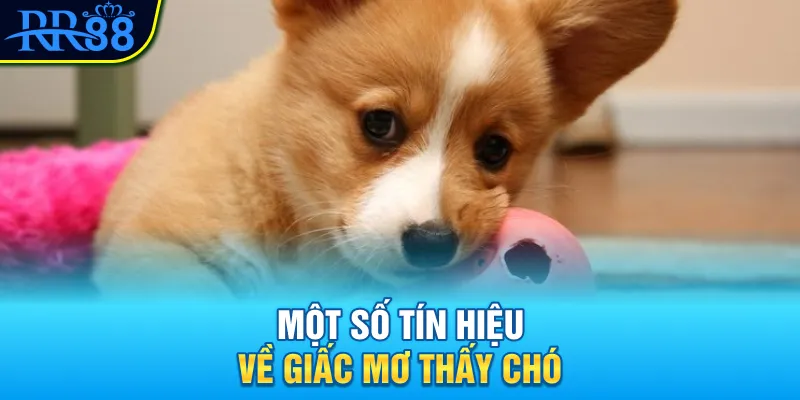 Mơ Thấy Con Chó Đánh Gì? Đi Tìm Con Số Tài Lộc Cùng RR88 3 Một số tín hiệu về giấc mơ thấy chó
