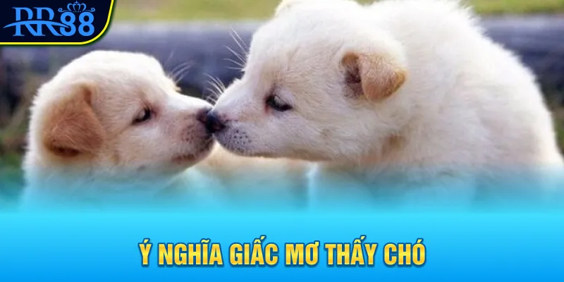 Mơ Thấy Con Chó Đánh Gì? Đi Tìm Con Số Tài Lộc Cùng RR88 2 Ý nghĩa giấc mơ thấy chó